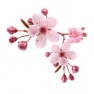   10, cherry blossom